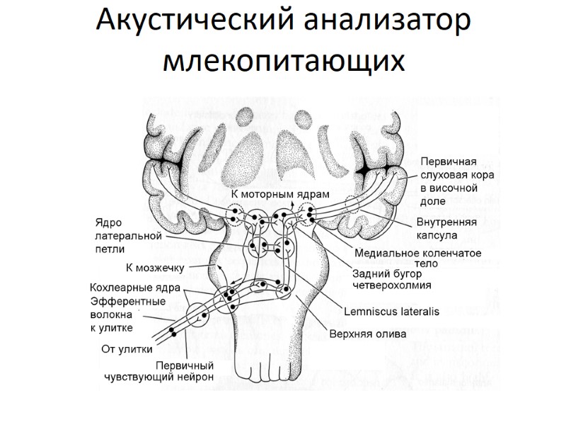 Акустический анализатор млекопитающих